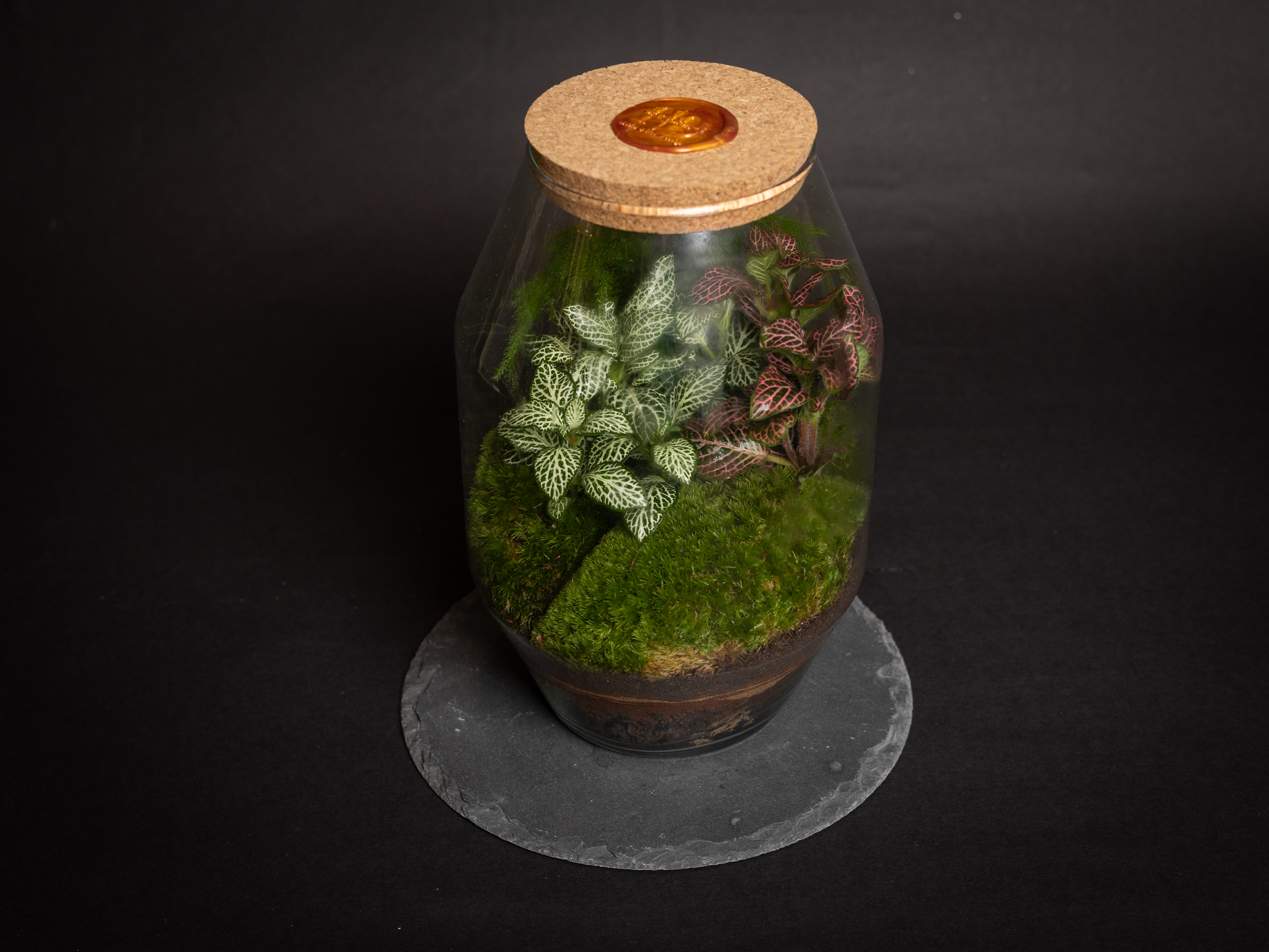 Mini.Oasis Diamante - Imagen 2