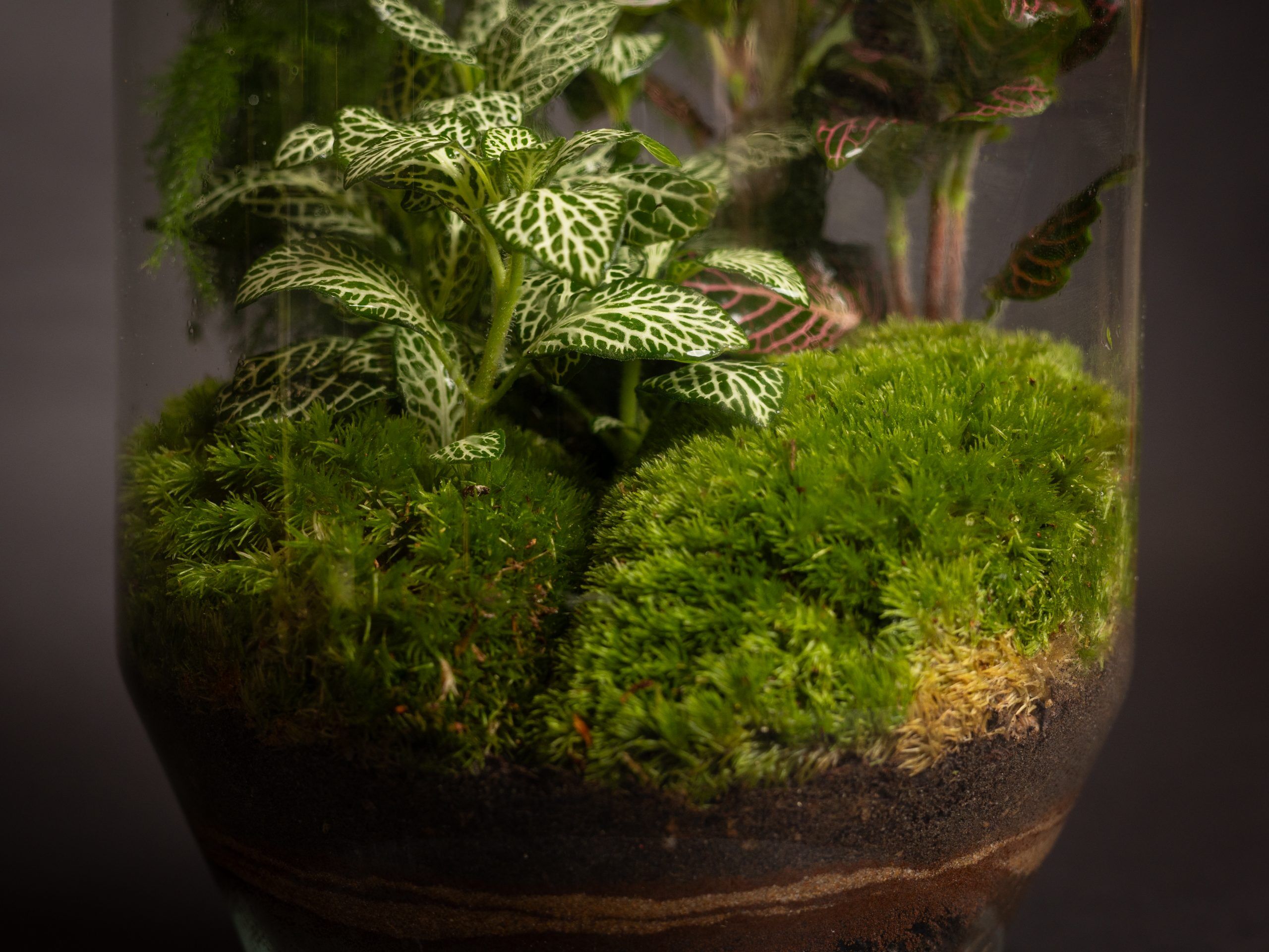 Mini.Oasis Diamante - Imagen 3