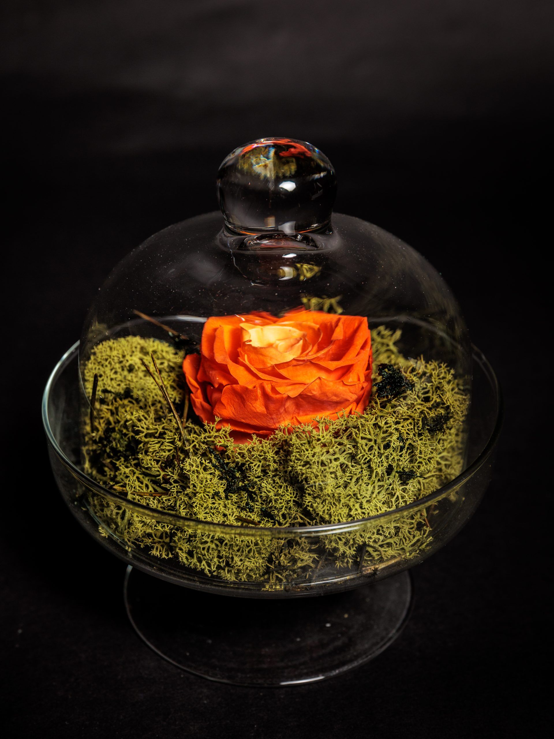 Aurora CÍTRICOS - Imagen 3