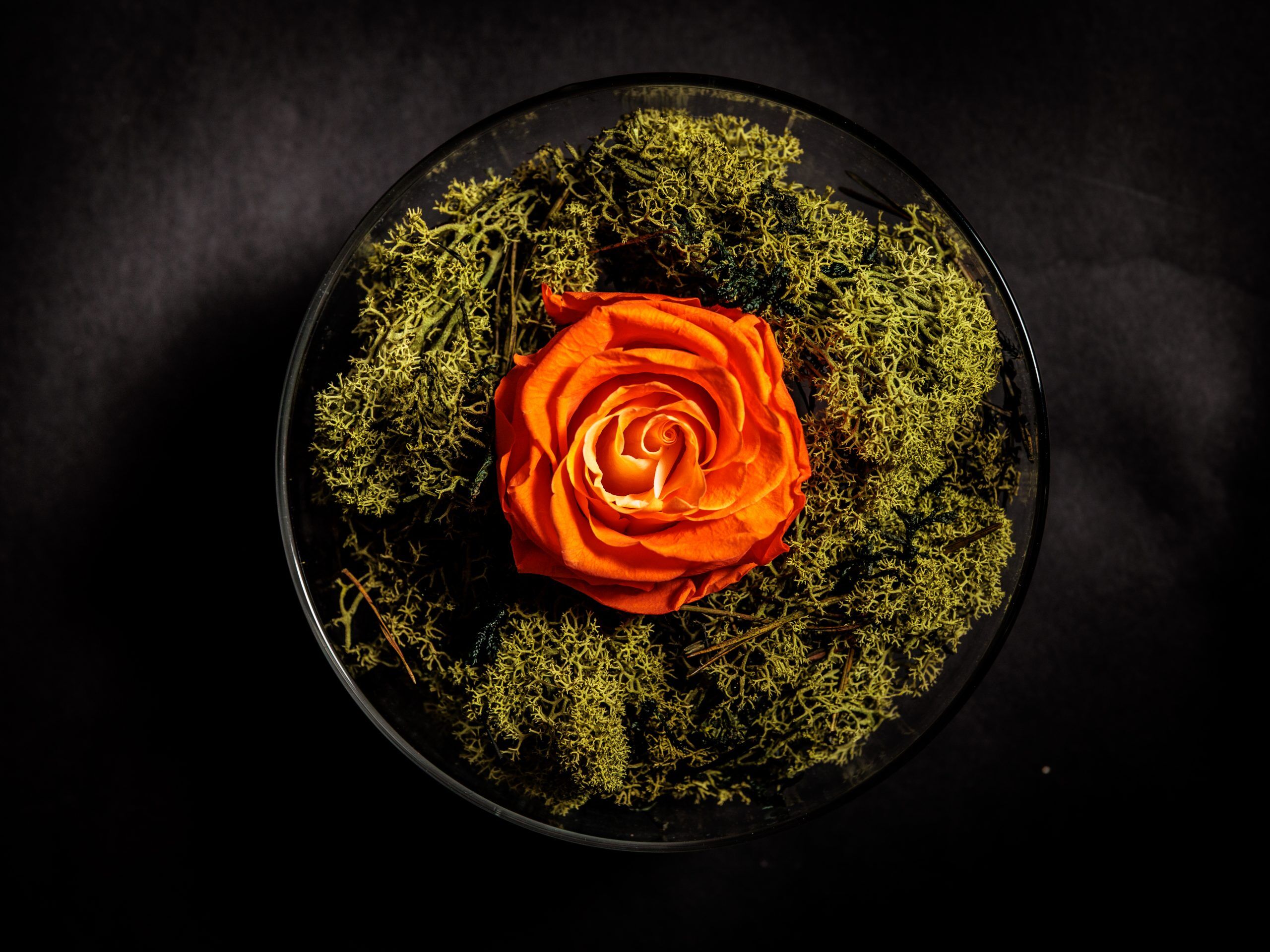 Aurora CÍTRICOS - Imagen 2